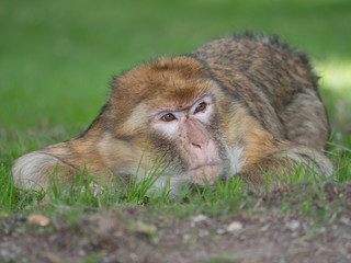 im Gras liegender Berberaffe, entspannter oder trauriger Blick, Macaca sylvanus