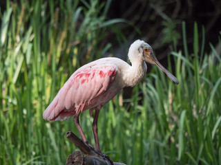 Rosalöffler Seitenansicht auf Baumstamm vor grünem Gras, Platalea ajaja, Ajaia ajaja