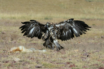 Eagle Festival