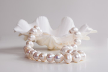 Fototapeta na wymiar string of pearls and the seashell