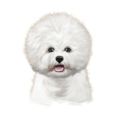 Bichon Frise, Bichon Tenerife, Bichon a poil frise dog digital art illustration isolated on white background. Canary islands origin toy dog. Cute pet hand drawn portrait. Graphic clip art design