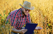 Farmer in a soybean field. Agricultural concept