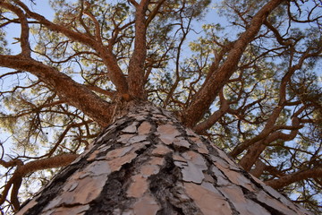 Big pine seen from below