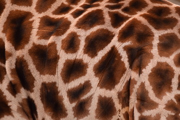 Skin spots of a giraffe