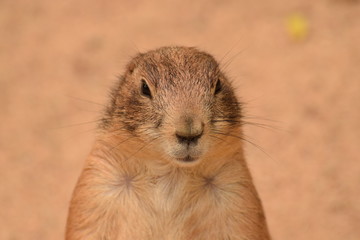 Front view of a prairie dog