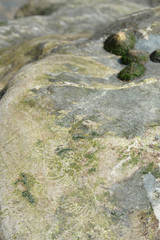 fossils on the sea rock with barnacles in the background