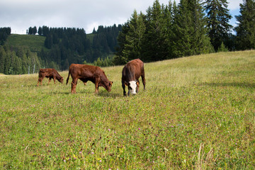Obraz premium les vaches en montagne