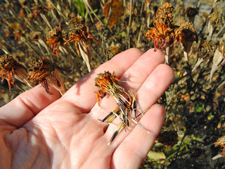 Tagetes seeds on palm of hand on background of dry plant inflorescences. Seed picking, autumn garden work.  