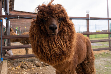 Wool farm with funny cute animals - alpaca