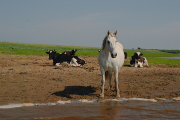 black and white Kholmogorsky cows and a white horse in the pasture in the summer by the river.