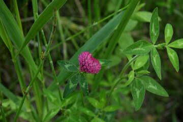 Heart shaped pink flower with green background