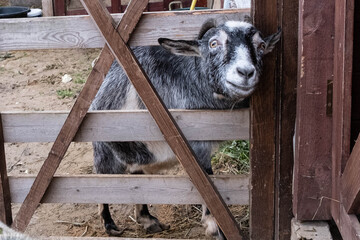 Wool farm with funny cute animals - alpaca