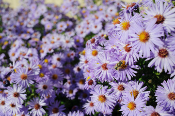 Fototapeta premium Aster shrub, a lot of small purple autumn flowers, bee collects nectar from the Bush