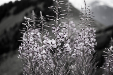 les fleurs sur mmontagne