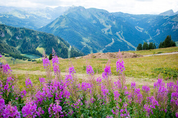 Obraz premium les fleurs sur mmontagne