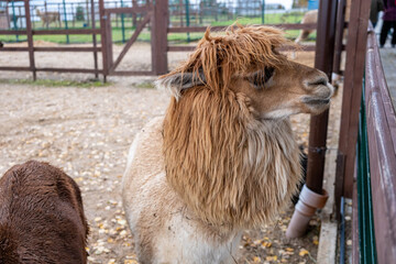 Wool farm with funny cute animals - alpaca © Вася Васечкин