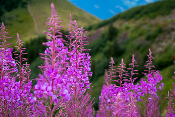 les fleurs sur mmontagne
