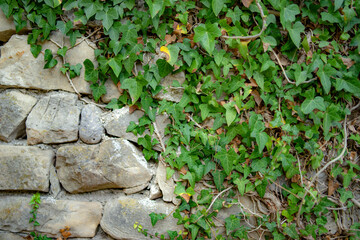 ivy on the wall