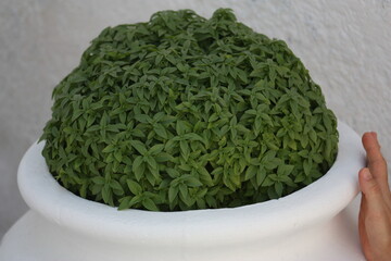 Aegean island, architecture, landscape and fruits