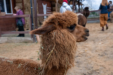 Wool farm with funny cute animals - alpaca © Вася Васечкин