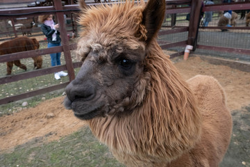 Wool farm with funny cute animals - alpaca