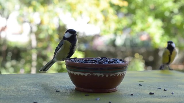 Autumn and the birds of the tit flew into the feeder. Selective focus