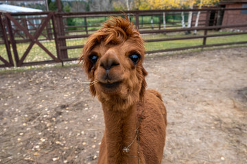 Wool farm with funny cute animals - alpaca © Вася Васечкин