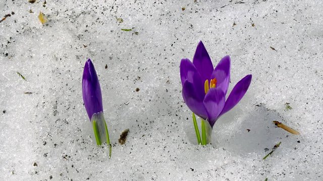 flowering crocuses in the snow, flowering crocuses close up, Spring crocuses in snow, Beauty of wildgrowing spring flowers crocus blooming in spring