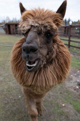 Fototapeta premium Wool farm with funny cute animals - alpaca