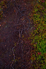 abstract background nature