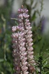 Lupinen Neuseeland