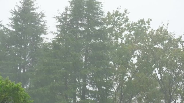 台風による暴風雨と大木