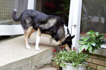 Dog Sniffing Flower