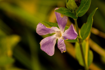 single lilac blossom