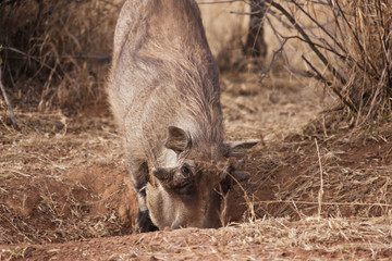 Warthog in the bush