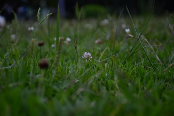 césped con flores invernales amanecer