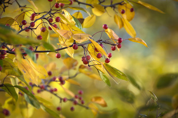 Tree branches dressed in autumn yellow and red leaves.