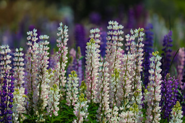 Lupinen Neuseeland