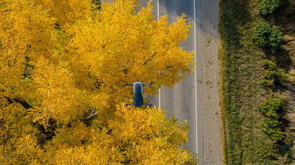 Drone hover under the autumn yellow tree