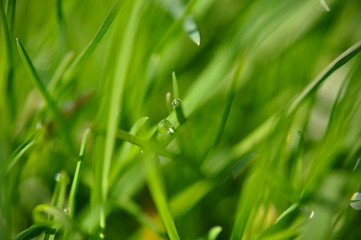 Green grass