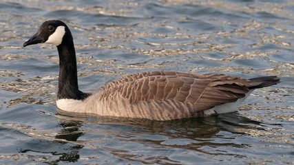 Swimming Canada Goose