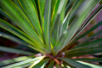 Fototapeta premium agave in a public park, the northern Mediterranean, late summer