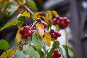 Ripe decorative apples on a branch in autumn.