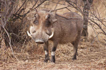 Warthog in the bush