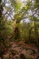 Arbre millénaire au Japon