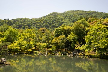 Parc japonais, avec un étant et une forêt verte au printemps