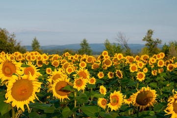 Obraz premium bright sunflowers on a large field on a sunny day