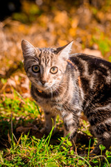 Naklejka na ściany i meble Domestic cat for a walk in the autumn park. Home pet. Cat and autumn. Bengal cat kitten.