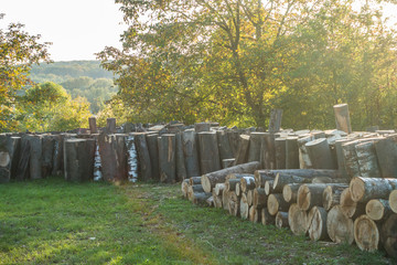 Baumstämme zu Brennholz gesägt © focus finder