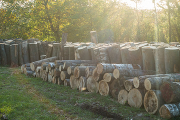 Baumstämme zu Brennholz gesägt © focus finder